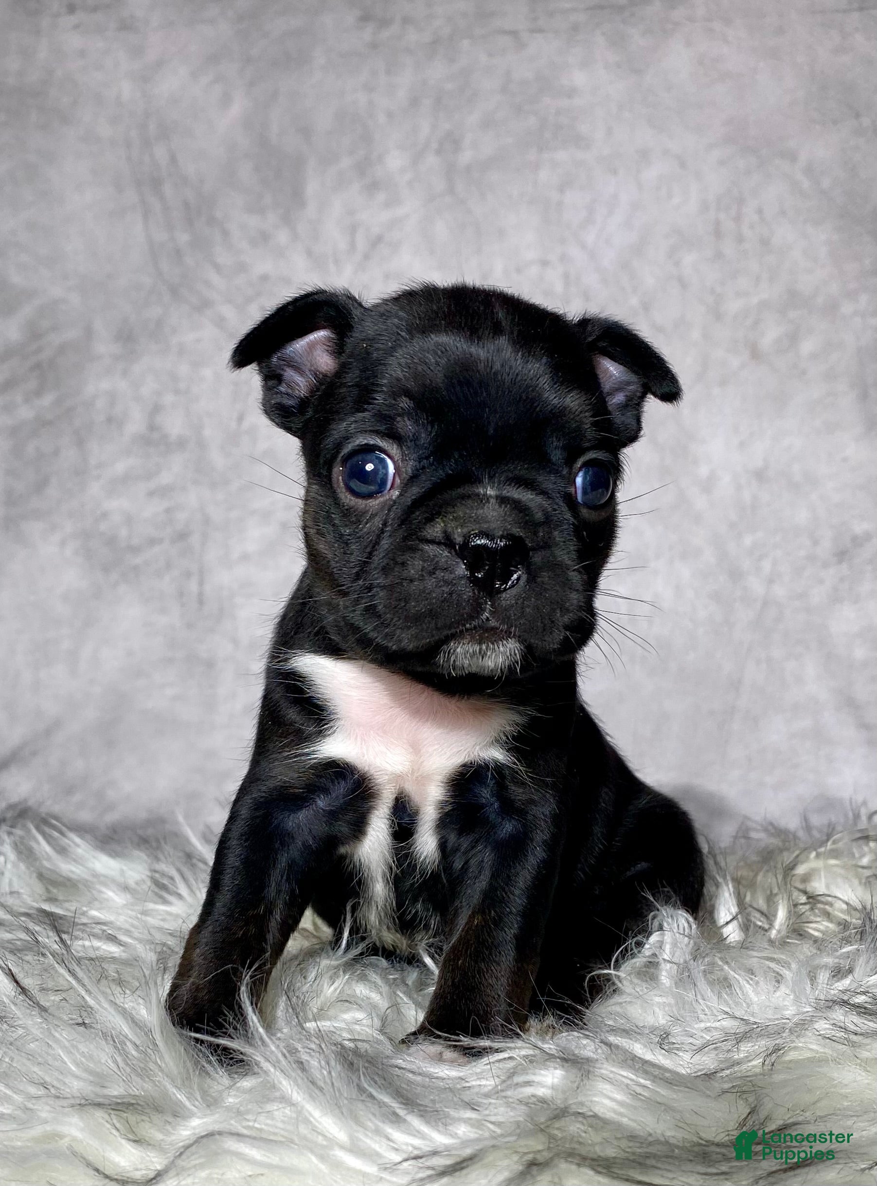 Mixed Breed dogs Miss Olive  - Ad 1