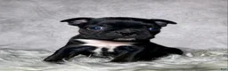 Mixed Breed dogs for sale: Miss Olive  - Ad 1