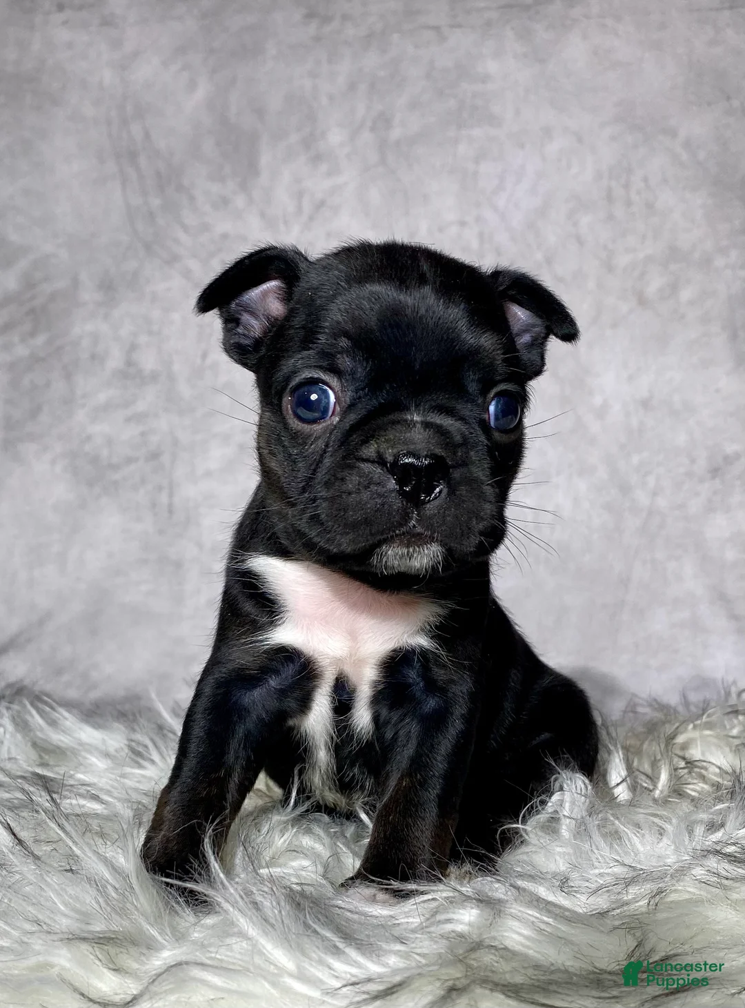 Mixed Breed dogs for sale: Miss Olive  - Ad 1