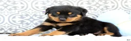 Rottweiler dogs for sale: Jasper - Ad 5