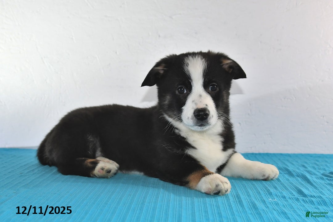 Mixed Breed dogs for sale: Tyler - Ad 2