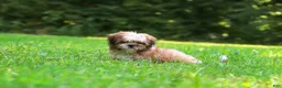 Shih Tzu dogs for sale: Sammy - Ad 11