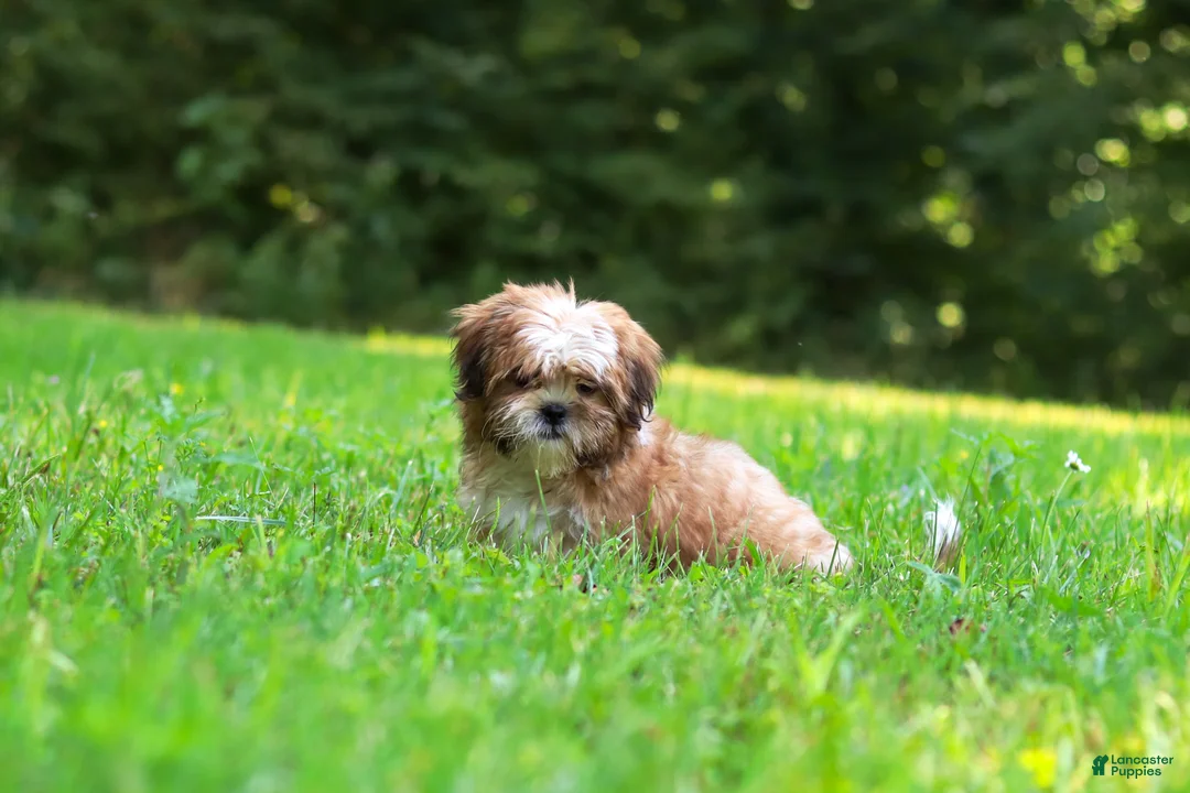 Shih Tzu dogs for sale: Sammy - Ad 11