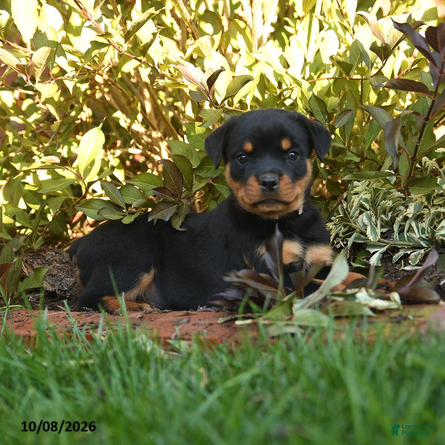 Rottweiler dogs Piper  - Ad 2