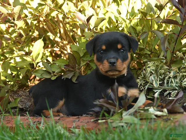 Rottweiler dogs Piper - Ad 2