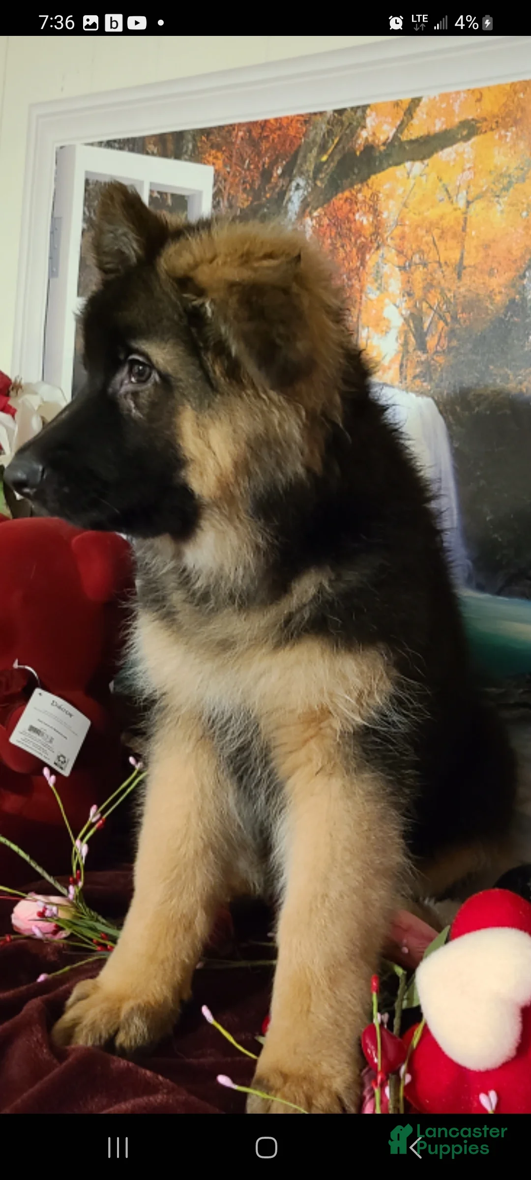 German Shepherd dogs for sale:  Nicholas  - Ad 4