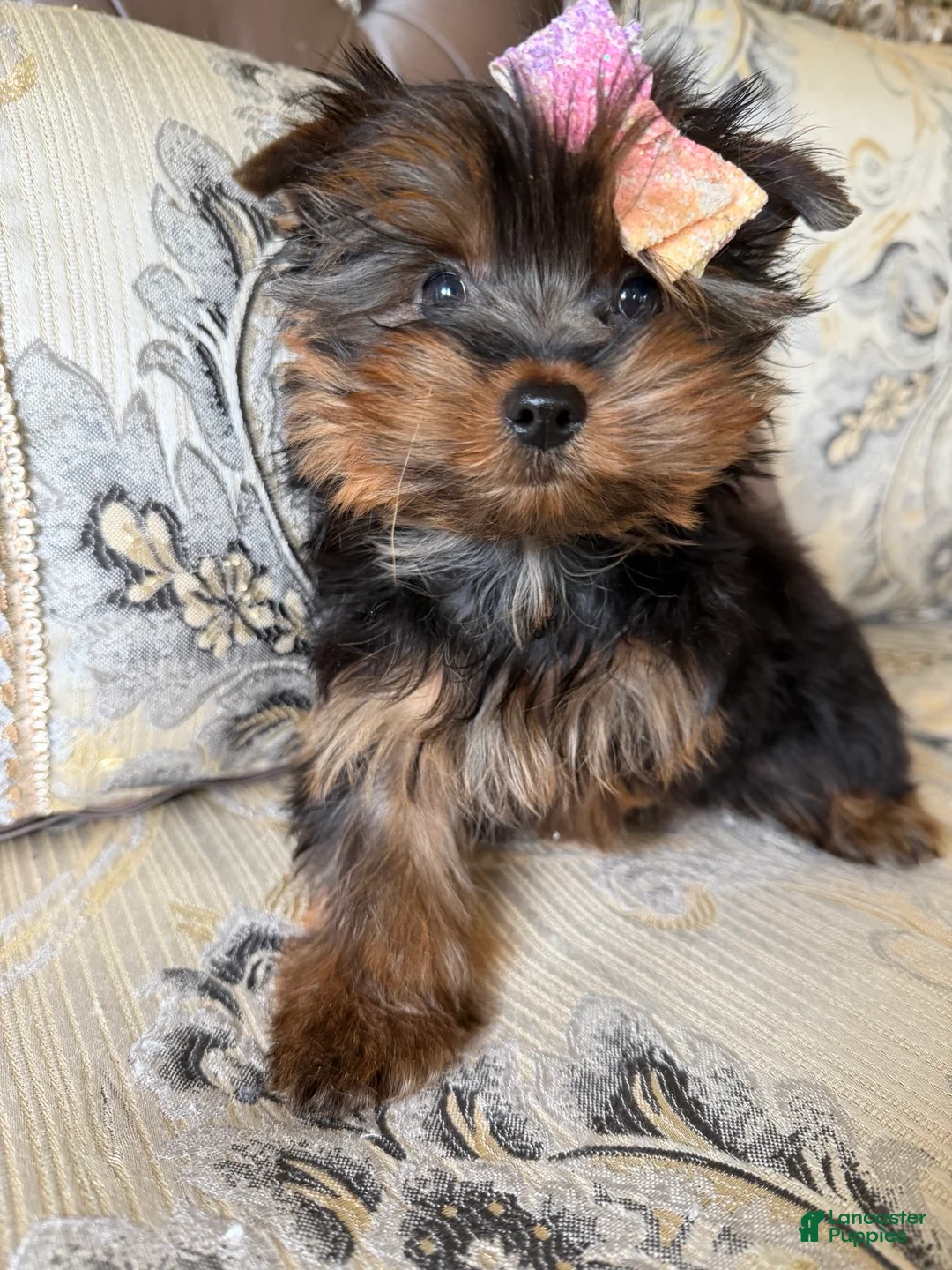 Yorkshire Terrier dogs for sale: Nola - Ad 3