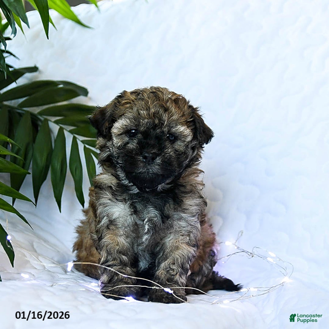 Mixed Breed dogs for sale: Cocoa - Ad 4