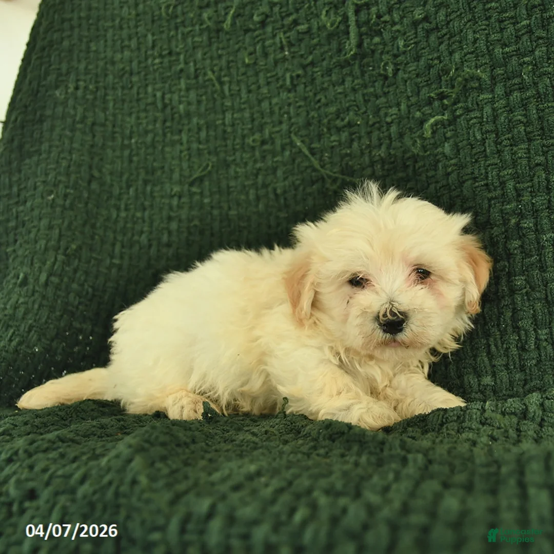 Maltipoo dogs for sale: Newton  - Ad 3