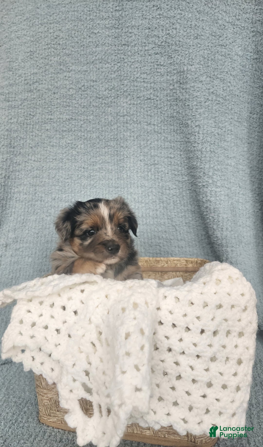 Mixed Breed dogs for sale: Dasher - Ad 7