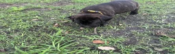 Cane Corso dogs for sale: Cane Corso Puppy 3 - Ad 2