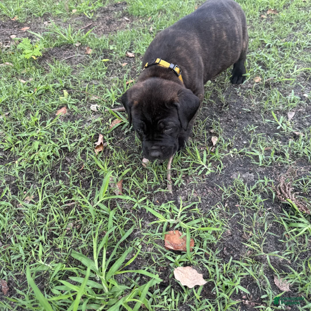 Cane Corso dogs for sale: Cane Corso Puppy 3 - Ad 2