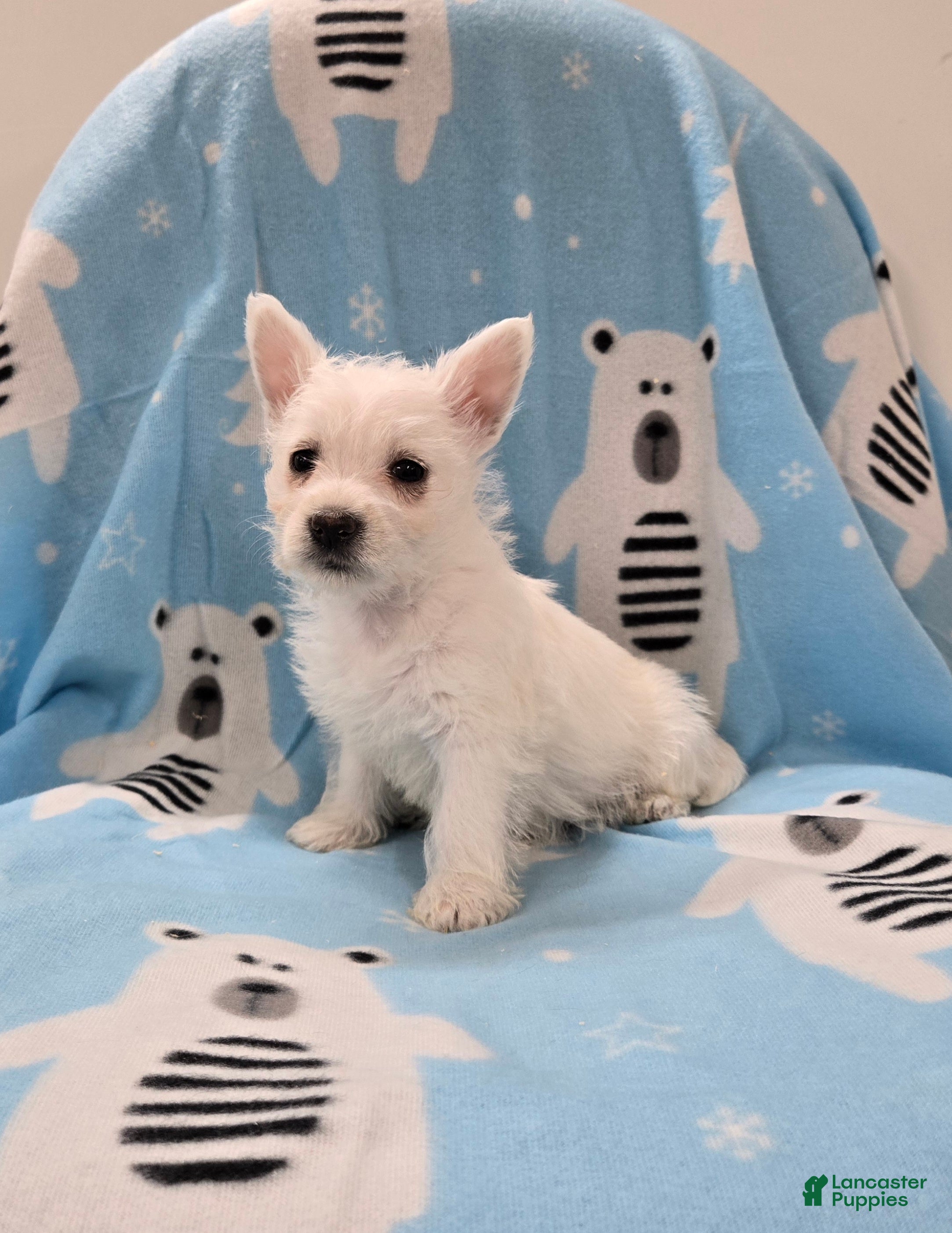 West Highland Terrier dogs for sale: Lou - Ad 3