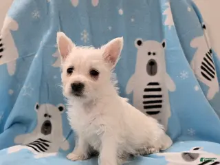 West Highland Terrier dogs for sale: Lou - Ad 3