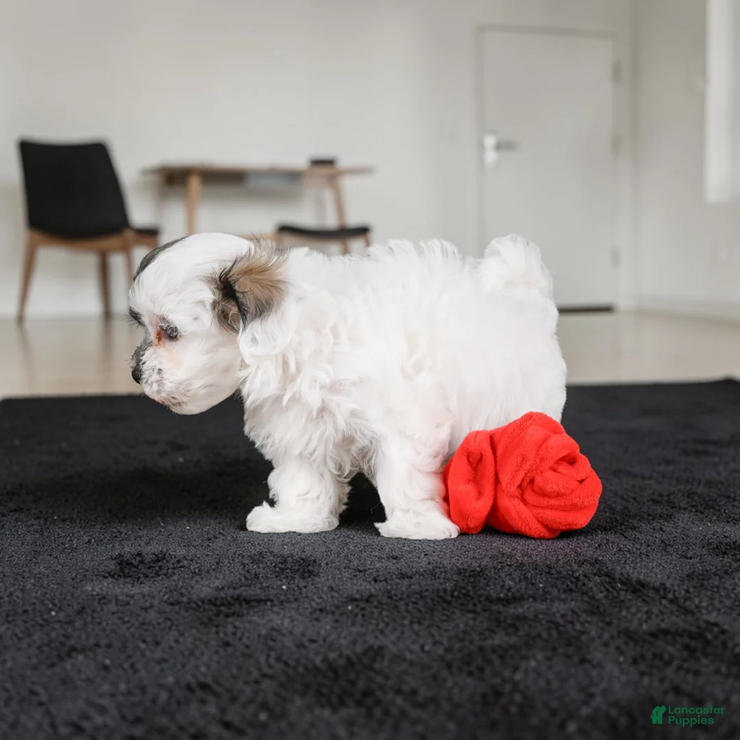 Maltipoo dogs for sale: JOY - Ad 10