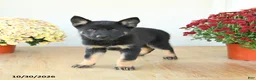 Mixed Breed dogs for sale: Galaxy - Ad 2