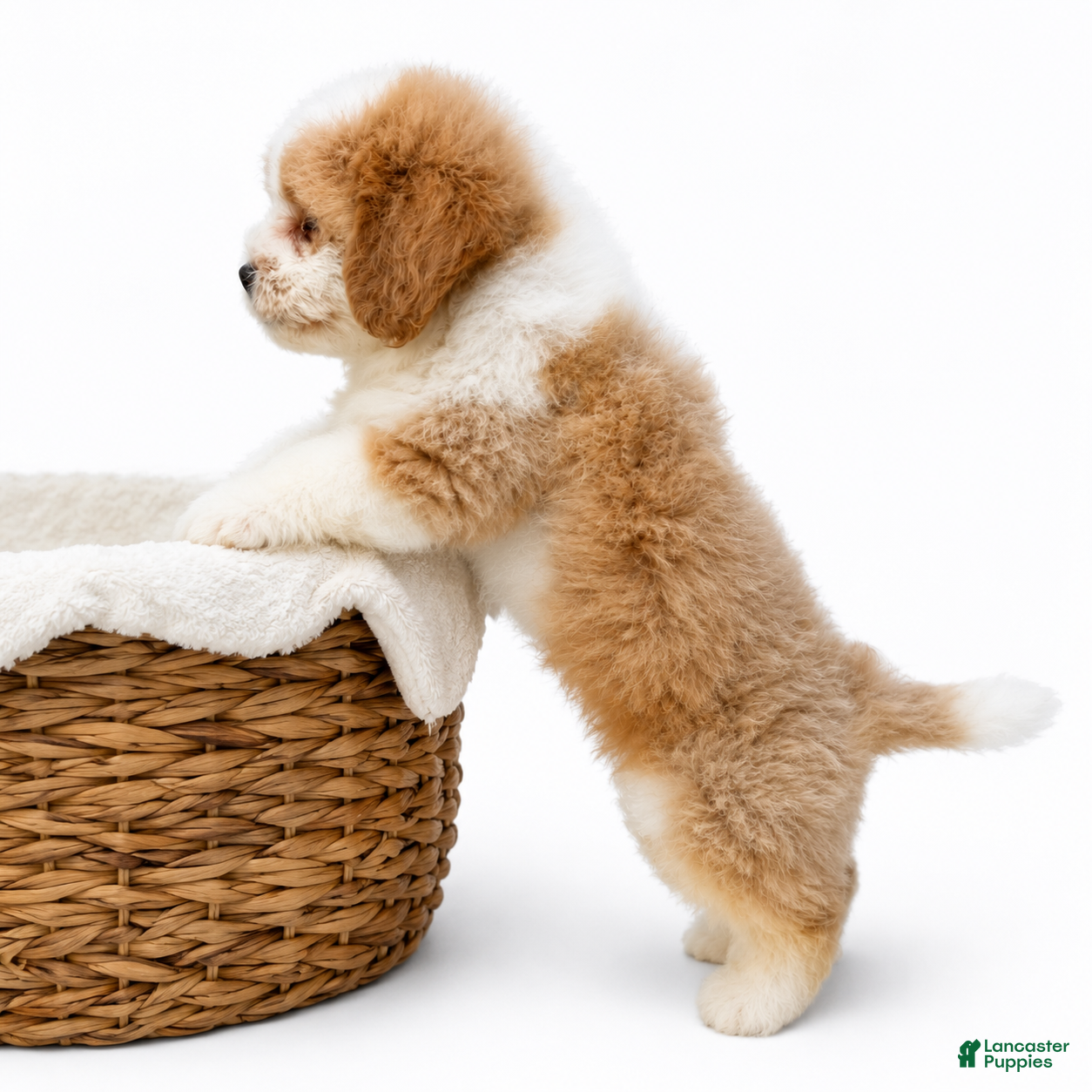 Mini Bernedoodle dogs Mini Bernedoodle male - Peanut Butter - Ad 2