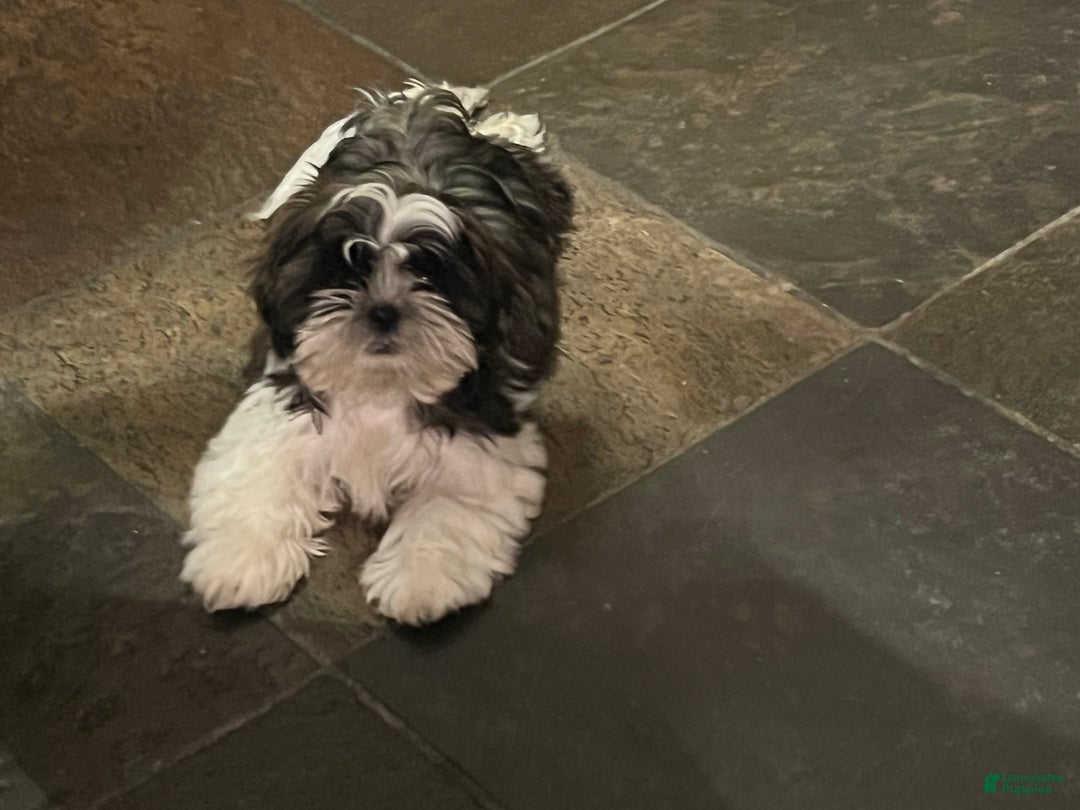 Shih Tzu dogs for sale: Shih Tzu Puppy 2 - Ad 3