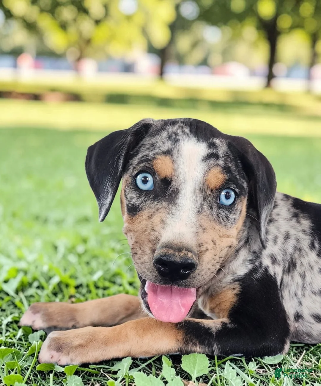 Catahoula Leopard Dog dogs for sale: MS 2026 Male 1 - Ad 1