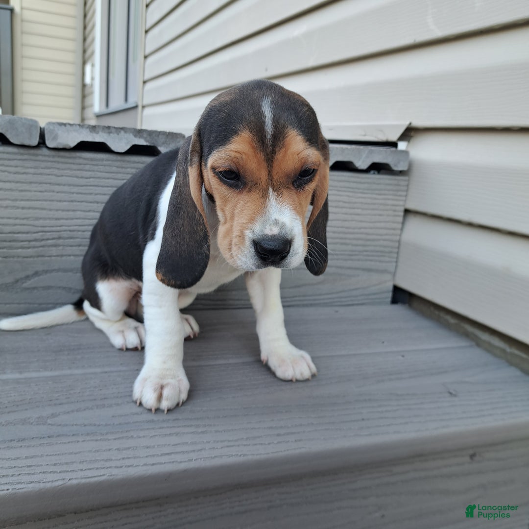 Beagle dogs for sale: STELLA - Ad 3