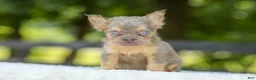 French Bulldog dogs for sale: Liam - Ad 4