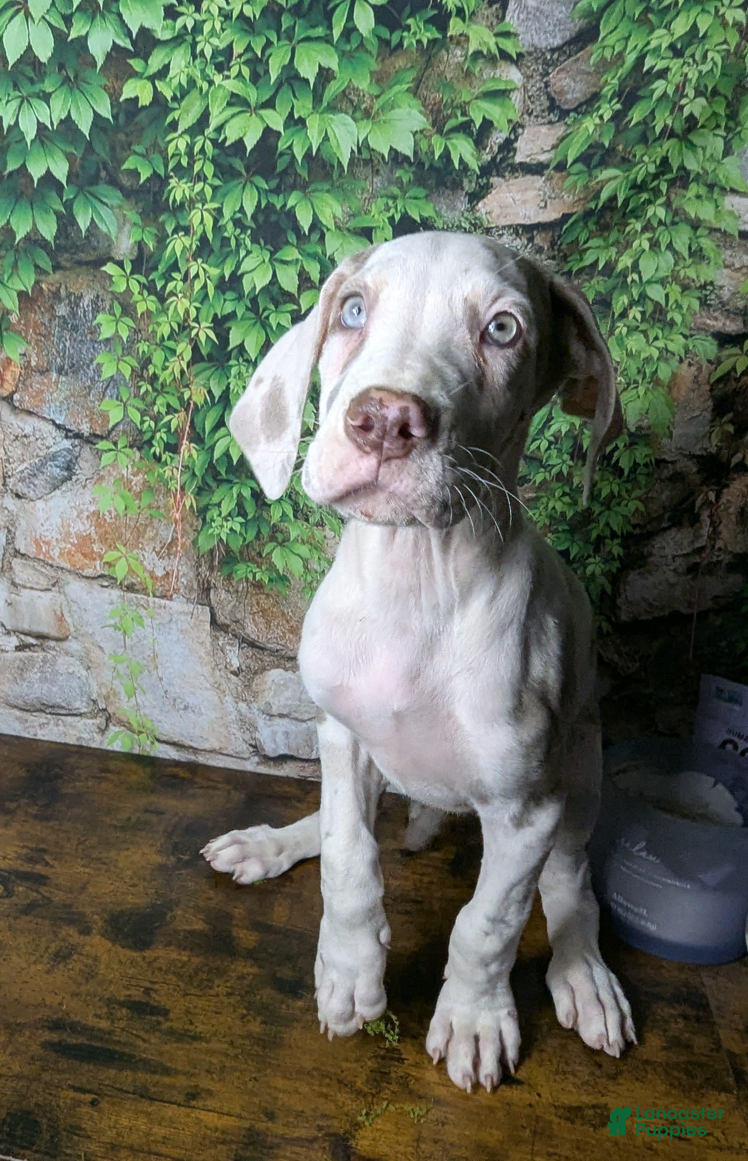 Great Dane dogs Anastasia Lilac Harlequin  - Ad 1