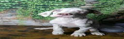 Great Dane dogs for sale: Anastasia Lilac Harlequin  - Ad 1