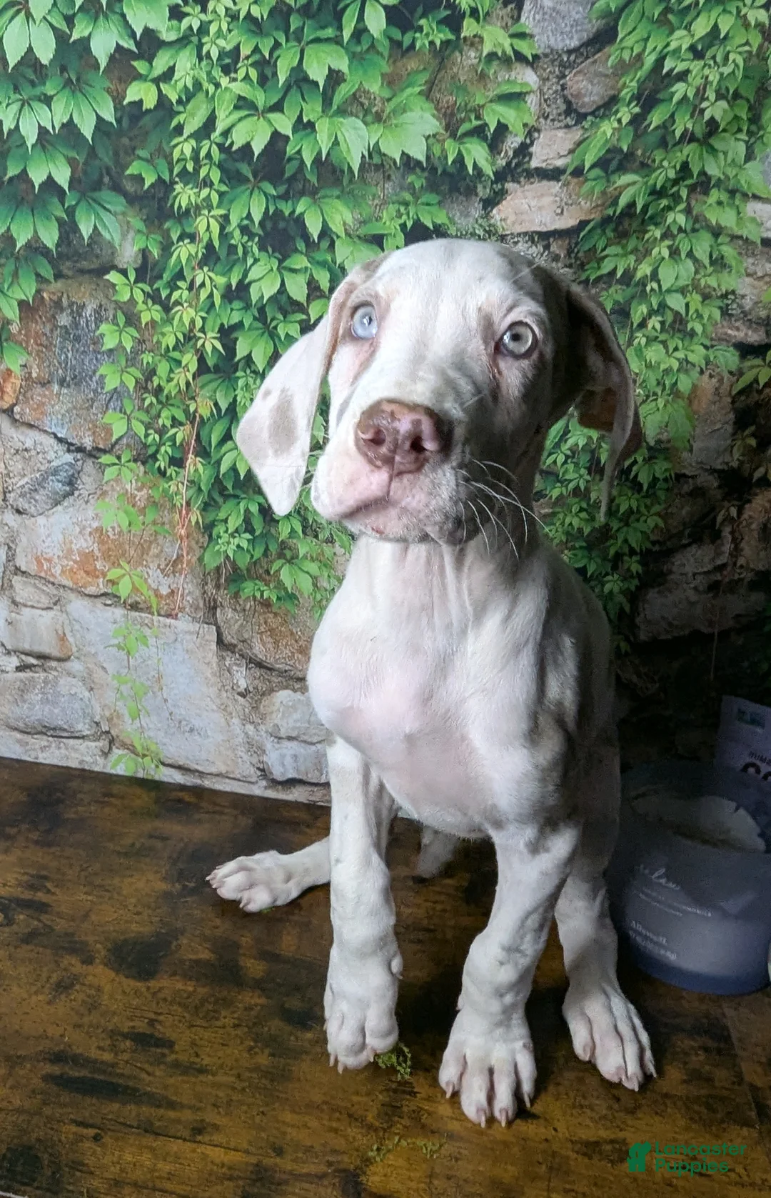 Great Dane dogs for sale: Anastasia Lilac Harlequin  - Ad 1