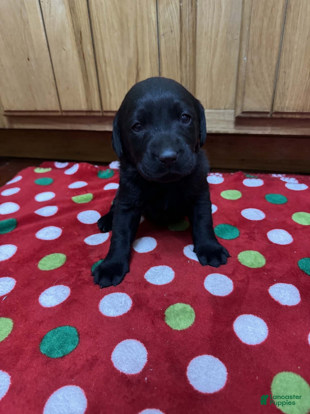 Labrador Retriever dogs for sale: Blossom - Ad 1