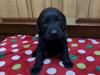 Labrador Retriever dogs Blossom - Ad 14