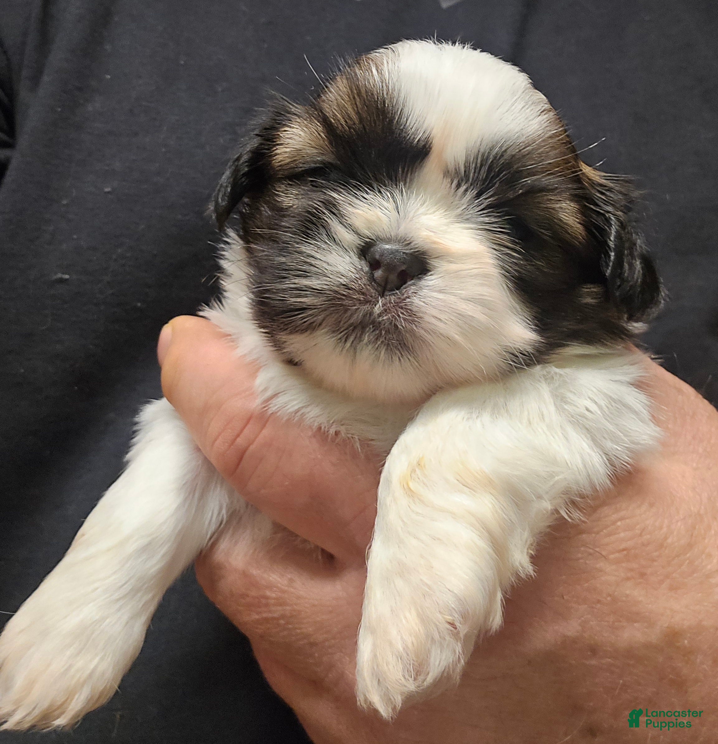 Shih Tzu dogs Luna - Ad 27