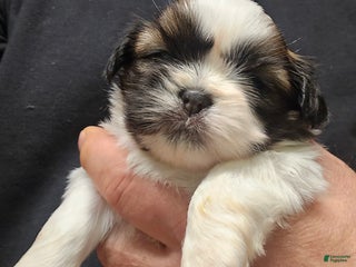 Shih Tzu dogs Luna - Ad 11