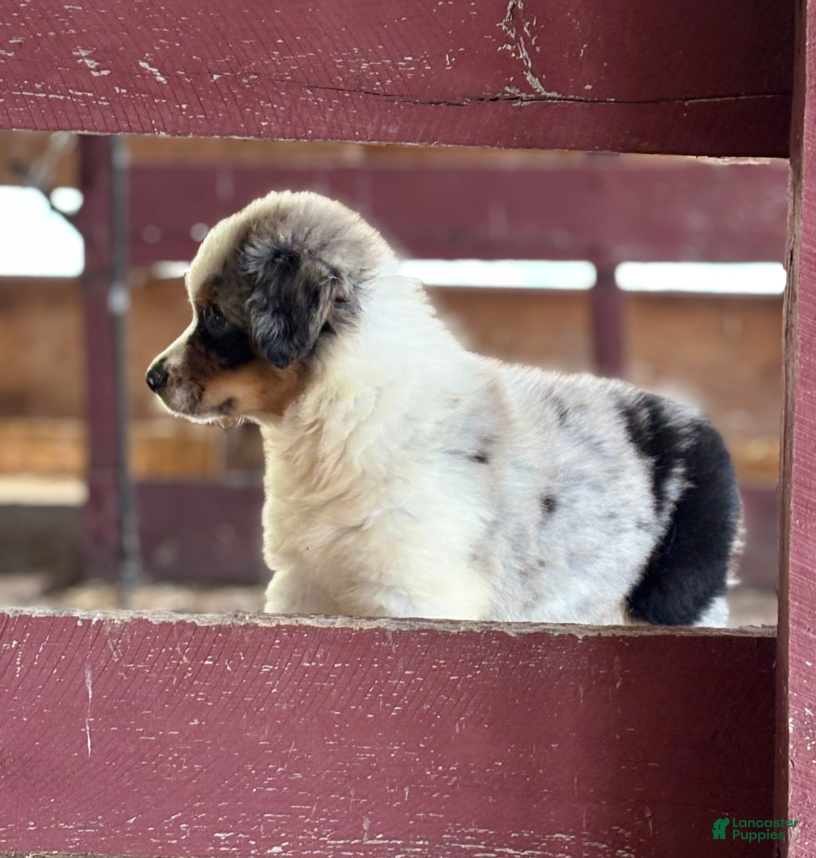 Australian Shepherd dogs Bear - Ad 2