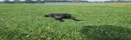 Mixed Breed dogs for sale:  Max - Ad 4