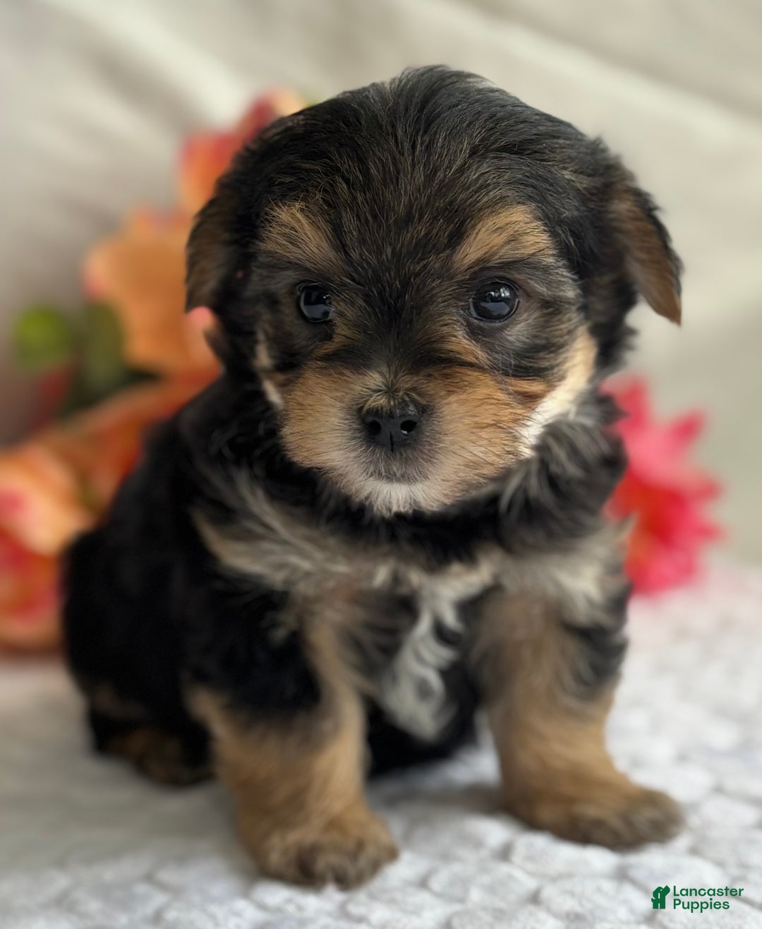 Morkie dogs for sale: Nicky - Ad 4