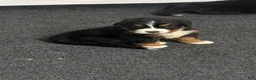 Bernese Mountain Dog dogs for sale: Red - Ad 3