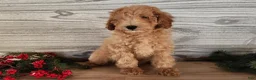 Mini Goldendoodle dogs for sale: Indy - Ad 7