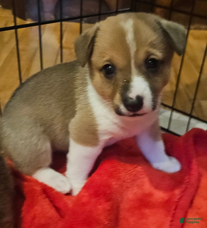 Mixed Breed dogs Leoni - Ad 2