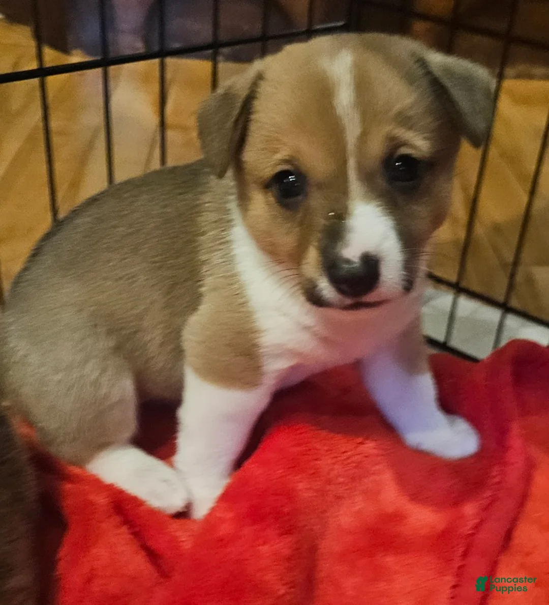 Mixed Breed dogs for sale: Leoni - Ad 2