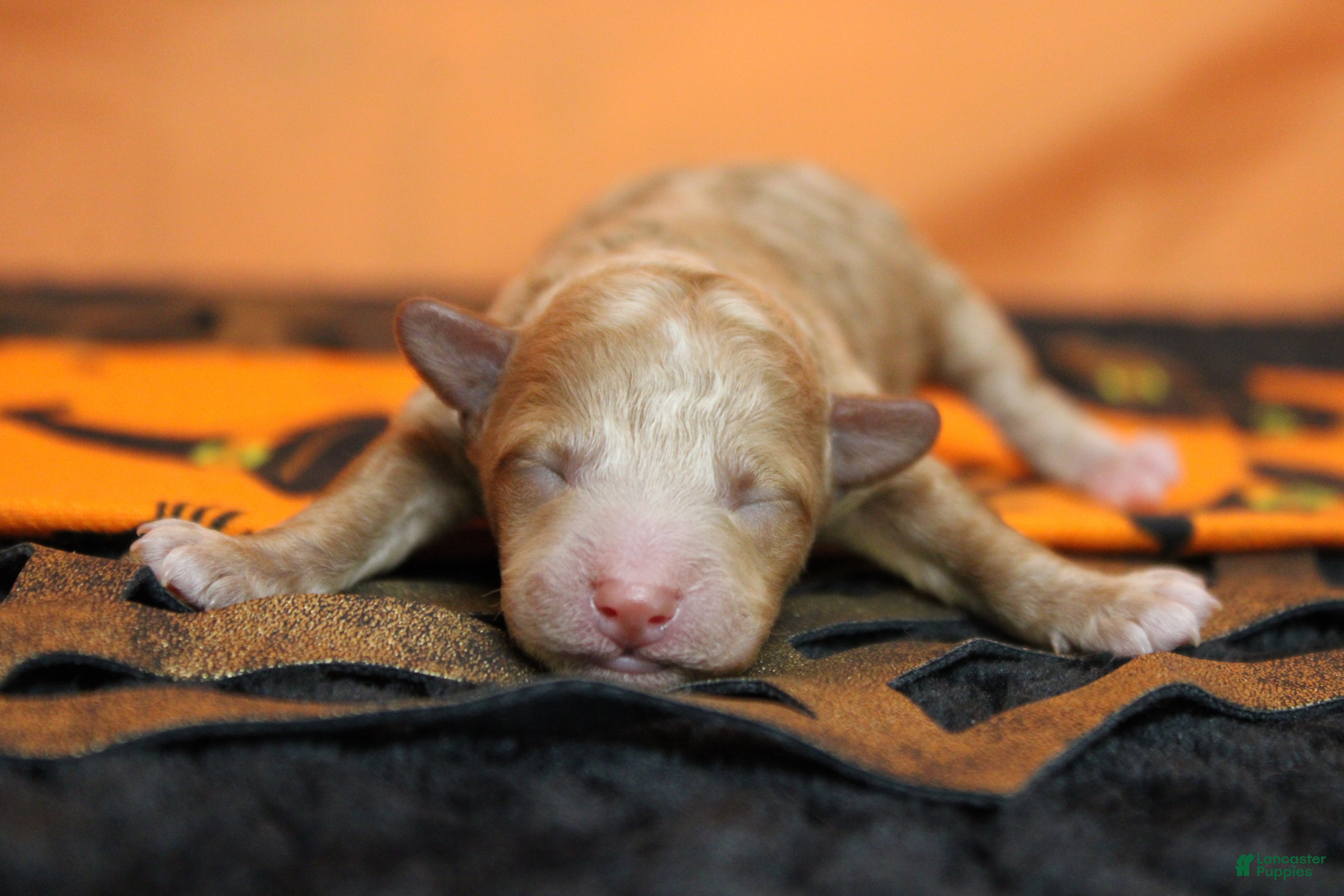 Havapoo dogs for sale: Porthos  - Ad 17