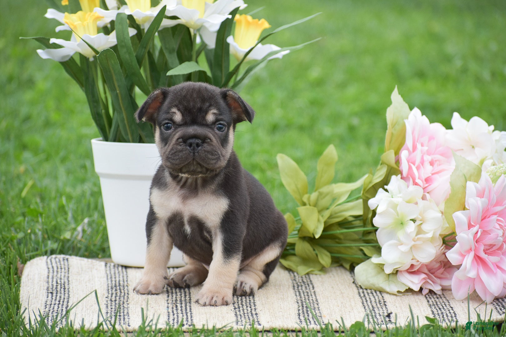 French Bulldog dogs Vincent - Ad 2