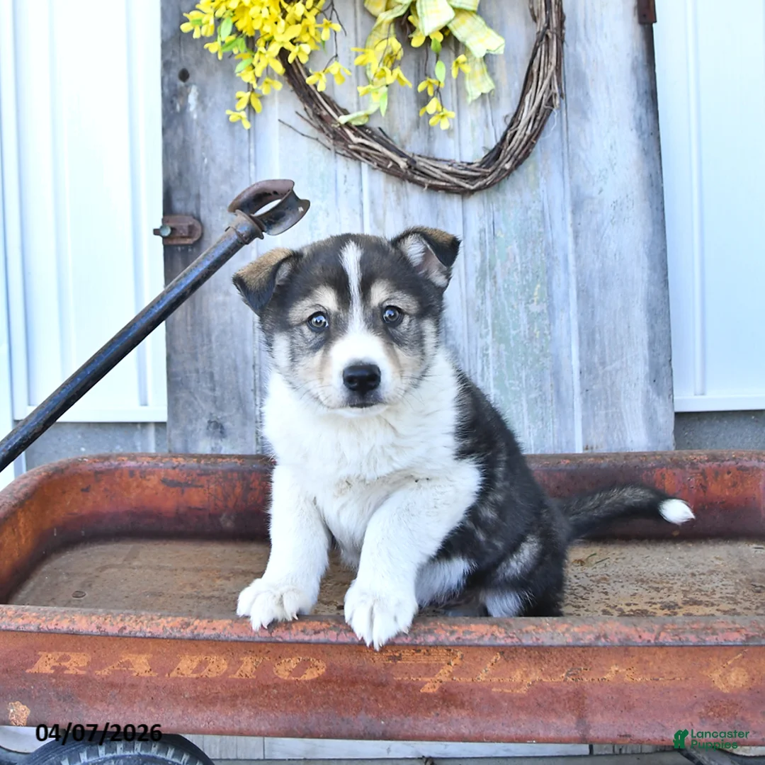 Mixed Breed dogs for sale: Raptor - Ad 3