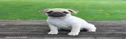 Pug dogs for sale: Lucy - Ad 9