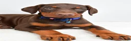 Doberman Pinscher dogs for sale: Harrison - Ad 3