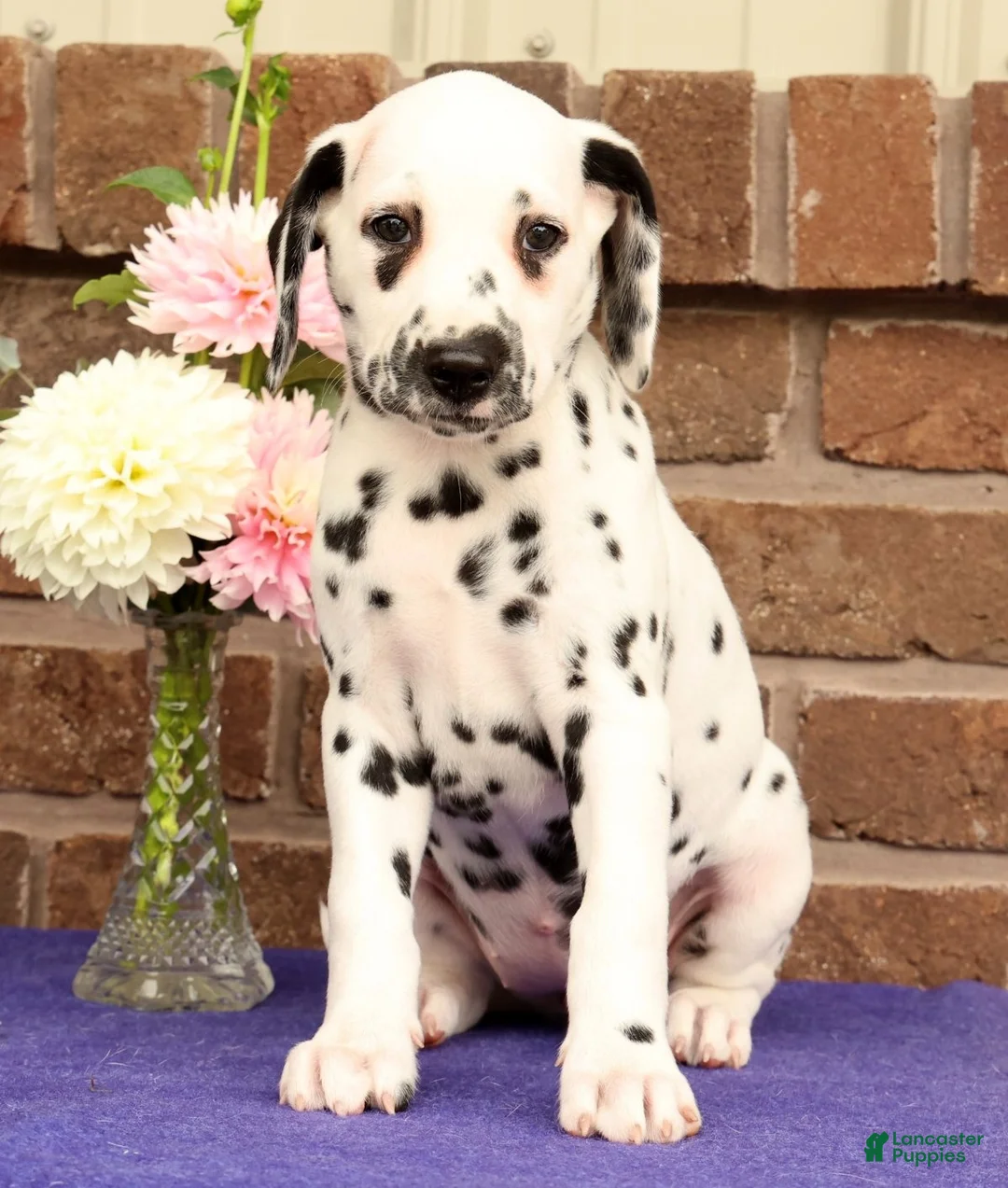 Dalmatian dogs for sale: Hannah - Ad 2