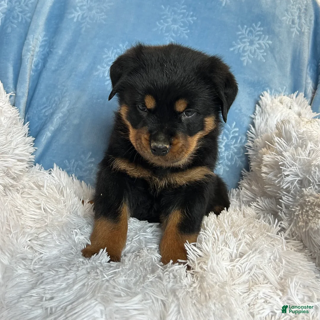 Rottweiler dogs for sale: Chase - Ad 4