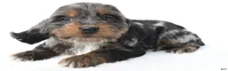 Cockapoo dogs for sale: Jasper - Ad 3