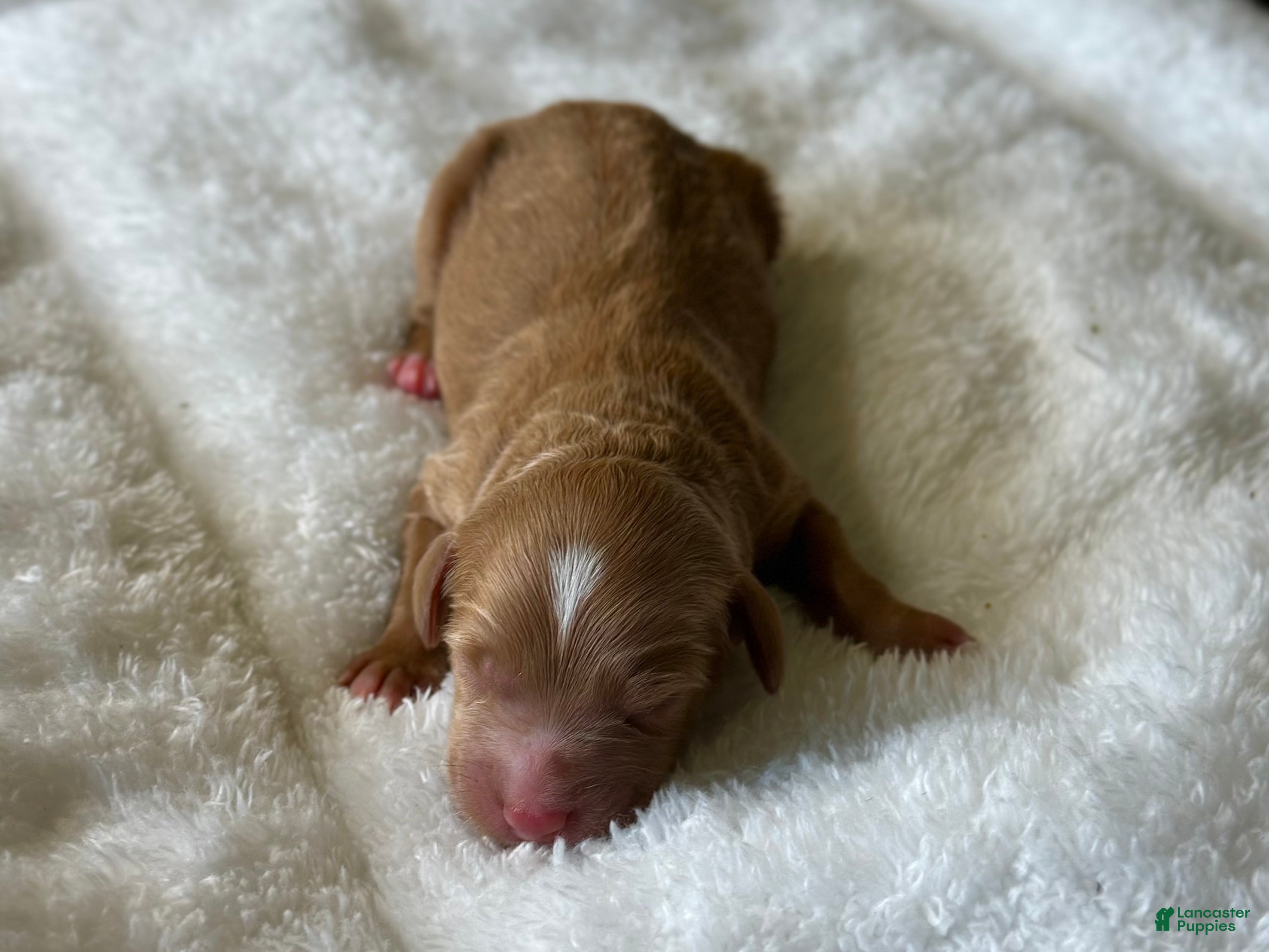 Mixed Breed dogs Red Apricot Micro Mini - Ad 2