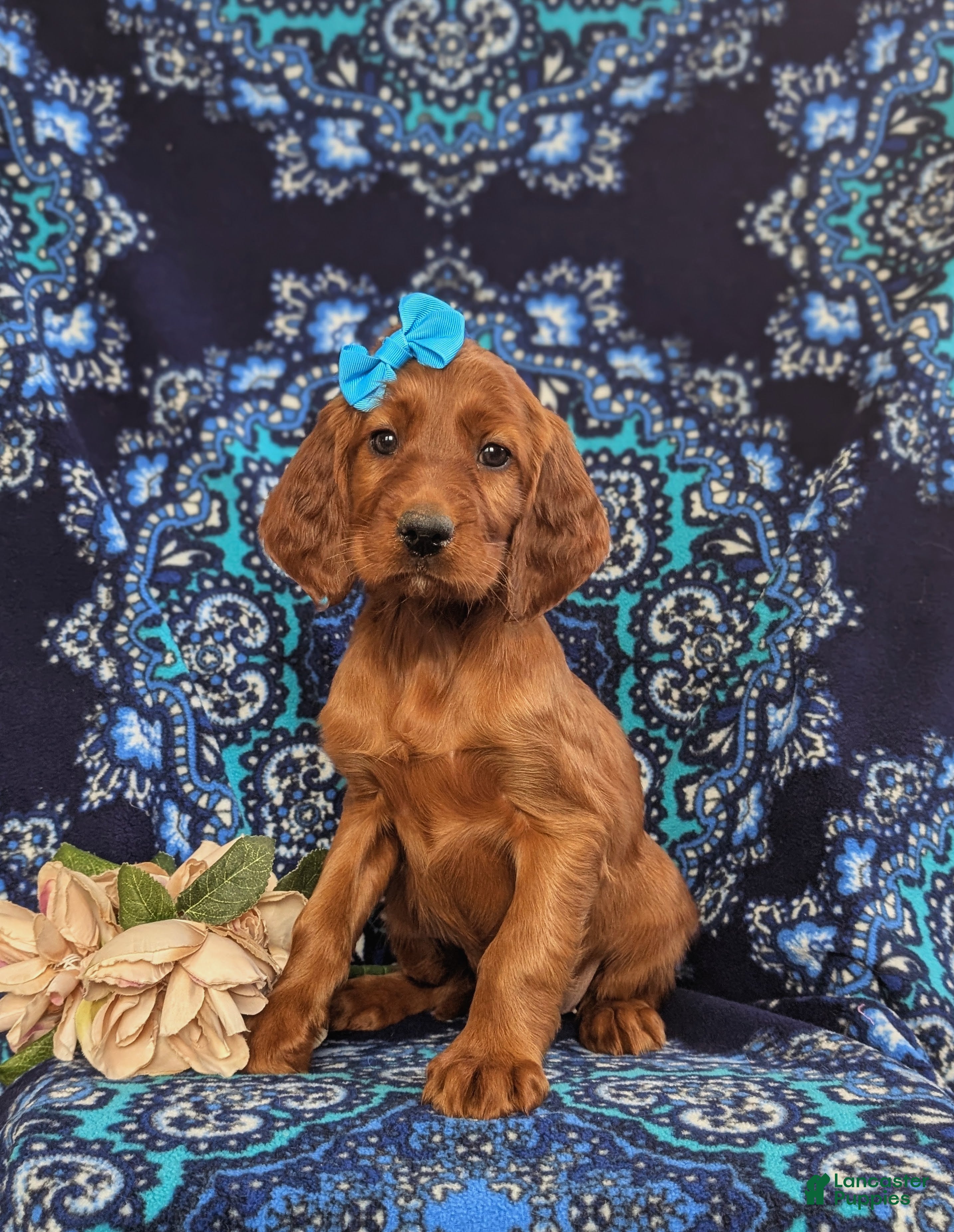 Irish Setter dogs Genessa - Ad 11