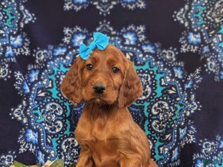 Irish Setter dogs Genessa - Ad 11